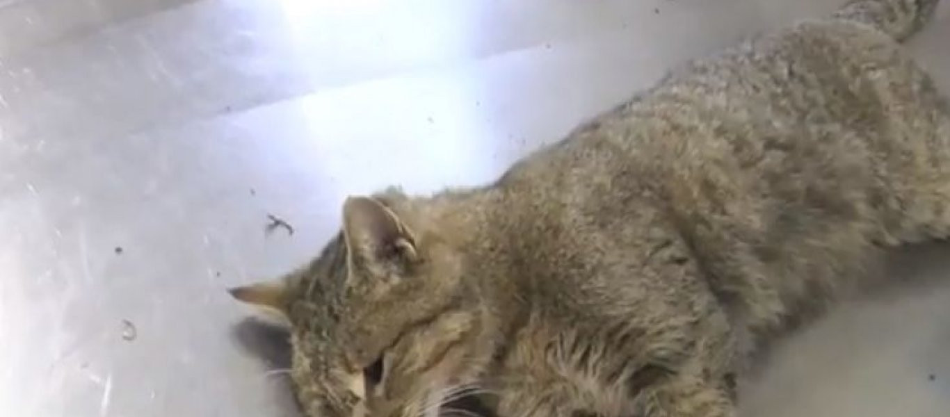 Αυτός είναι ο φουρόγατος που «πιάστηκε» στην Κρήτη (φωτό, βίντεο)